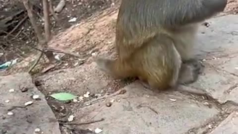 Funny monkey fooding ceck #funnyshors #viralclip #funnyvideos