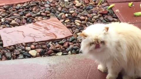 Funny Cats Will Make You Laugh For Hours