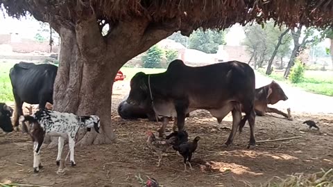 Village life .... beautiful https://payup.video/u/205463