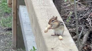 Chipmunk and peanut