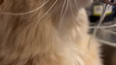 Thirsty cat #catvideos