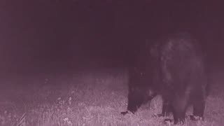 Caught A Few Bears Night Vision Cam
