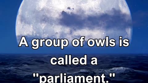 A group of owls is called a parliament.