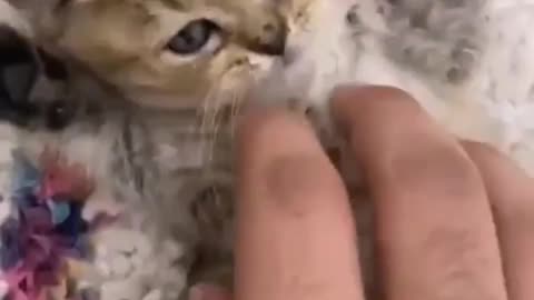 😻💖😻 Cute Cat Playing with Owner 😻💖😻