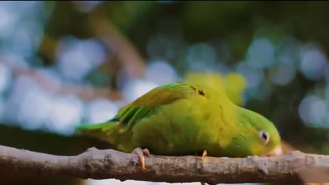 Beautiful Birds Nature Video