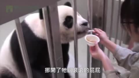 Baby Panda Meets Mom For First Time