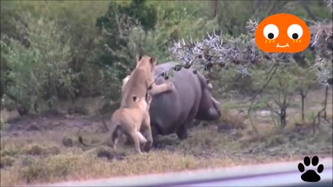 lion attacks hippopotamus