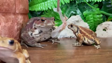 Only the gentle are ever really strong! (Miyako Toad & Japanese Toad)