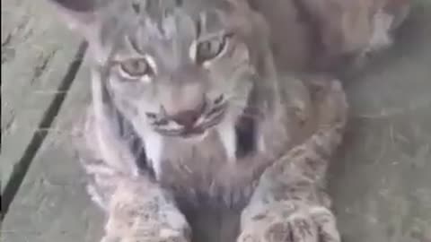 pet lynx cat