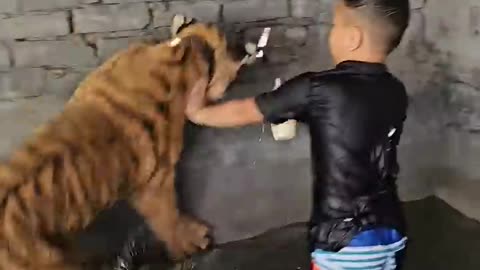 kid playing with tigar .><.