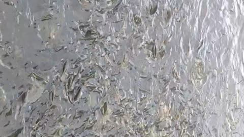 mujaer tilapia fish