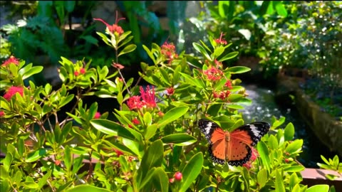 Beautiful Butterflies 💐