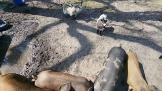 Pigs sit down on command