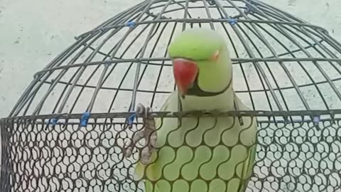 Mummy Mithu ko roti do #clear voice #cute #cutebird