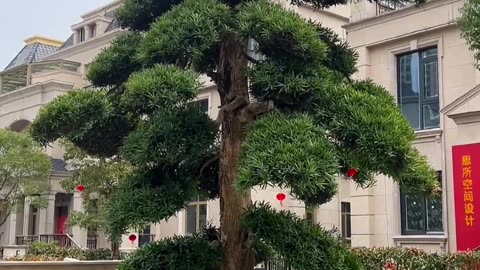 Tour of a Stunning Garden: Admiring a Big Pink Rose Tree in Front of the House