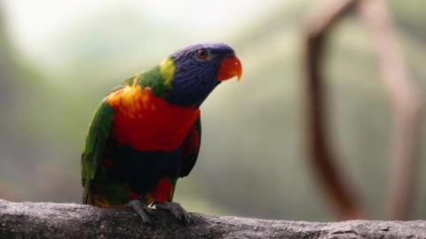 Enchanting Parrot Dancing Among the Trees"