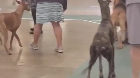 dog runs free at dog show, he is unindoctrinated free and happy.