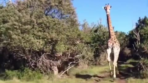 Giraffe chasing jeep straight outta Jurassic Park