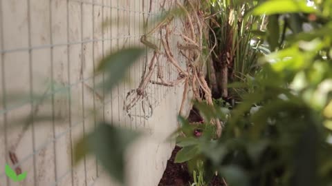 DIY Garden Trellis _ Inexpensive & Easy Privacy Trellis