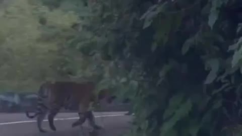 Tiger spotted on the road in Valparai, Tamil Nadu