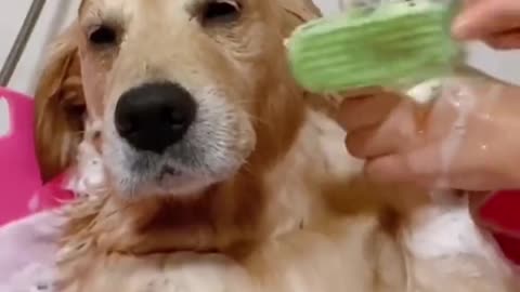 Dog Bathing At Home | Dog Bathing Funny Videos | Dog Bathing | How To Bathe A Dog