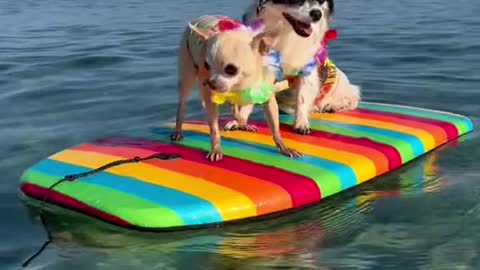 Chihuahua Surfers