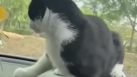Funny and cute animal video P-1 😹😹