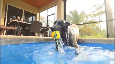 Dive,Dive,Dive😀#dog #shorts