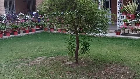 Peshawar university