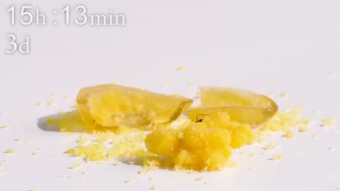 Egg VS Ants Timelapse