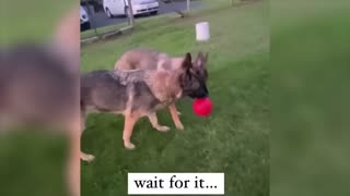 Hilarious cat and dog video