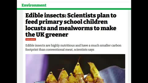 Scientists Plan To Feed Insects To Primary Schools / Hugo Talks