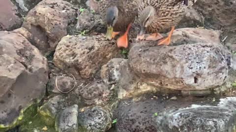 Ducks Duke It Out in Small Pond