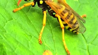 Wasp on a leaf / beautiful insect next to a river.