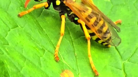 Wasp on a leaf / beautiful insect next to a river.