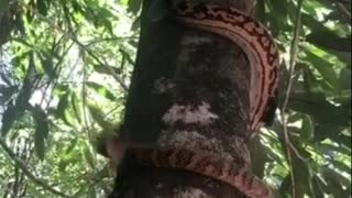 That's how a snake crawls up trees!