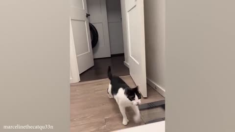 My Cats Made Me Question Their IQ | Funny Cats Videos 2023😂