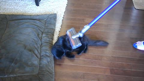 Dog and cat take turns enjoying vacuum cleaner