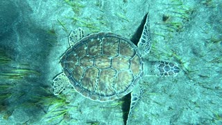 Diving with the turtle