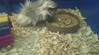 Peruvian guinea pig is having lunch, he eats a lot! [Nature & Animals]