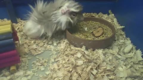 Peruvian guinea pig is having lunch, he eats a lot! [Nature & Animals]