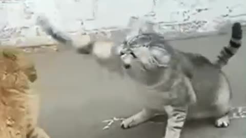 Cat Fight | | Funny Cat Fight