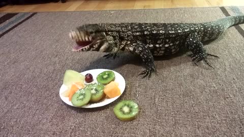 Winston the Tegu Eating Fruit