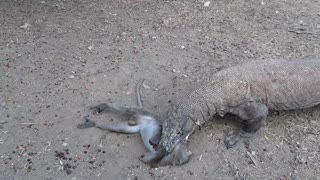 Komodo dragon cruelly swallowed monkey alive
