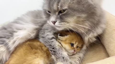A mother's love: touching moments of a cat grooming her playful kitten