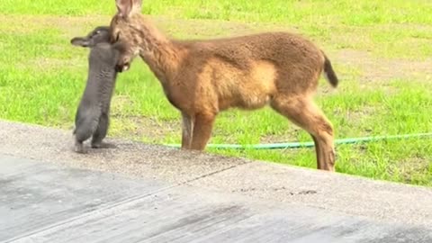 Real Life Bambi and Thumper