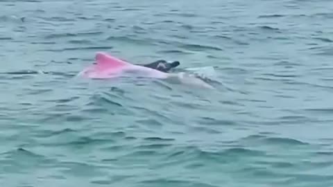 Appearance of the Pink Dolphin