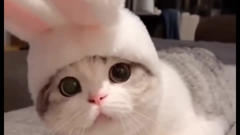 Funny cat