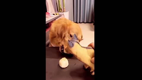 Watch free funny 😉 cat and dog