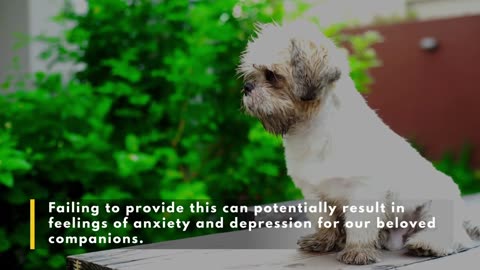 5 Ways You Are Hurting Your Shih Tzu Without Realizing